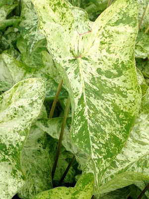 CALADIUM - Frog in a Blender